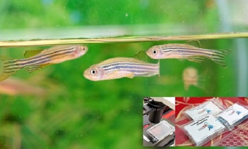 Zebrafish Replace Lab Rat