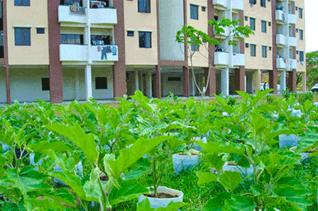 Urban Agriculture: A Way Forward for Food Security